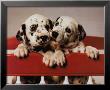 Dalmation Pups by Ron Kimball Limited Edition Print