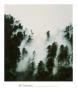 Fog And Redwoods by Jill Tishman Limited Edition Print