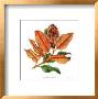 Southern Magnolia by Pamela Stagg Limited Edition Print