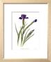 Dutch Iris by Pamela Stagg Limited Edition Pricing Art Print