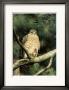 Broad Winged Hawk by Claudio D'angelo Limited Edition Print