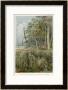 Xanthorhoea In An Australian Eucalyptus Forest by J. Selleny Limited Edition Print