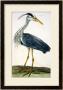 The Heron Plate From The British Zoology Class Ii: Birds by Peter Paillou Limited Edition Print