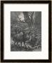 Herd Of Wild Boar Wander Through The Woods by Specht Limited Edition Print