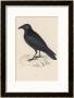 Carrion Crow by Reverend Francis O. Morris Limited Edition Print