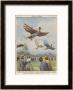 New Sport In California, Birdmen Launch Themselves From High Springboards by Achille Beltrame Limited Edition Print
