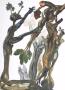 Dc Enfer 13 - La Foret Des Suicides by Salvador Dali Limited Edition Pricing Art Print