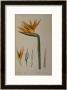 Strelitzia Reginae, From Les Strelitziacees by Pierre-Joseph Redouté Limited Edition Pricing Art Print