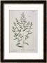 Tarragon, Plate 116 From A Curious Herbal, Published 1782 by Elizabeth Blackwell Limited Edition Pricing Art Print