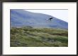 Hen Harrier, Hovering Over Moorland, Scotland by Elliott Neep Limited Edition Print