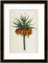 Crown Imperial by William Curtis Limited Edition Print