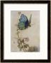 He Rides On The Back Of A Butterfly by Warwick Goble Limited Edition Print