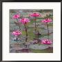 Lotus Flowers, Banteay Srei, Angkor Wat, Cambodia by Angus Mcdonald Limited Edition Print