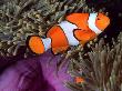 False Clown Anemonefish, Amongst Tentacles Of Magnificent Sea Anemone, Thailand, Andaman Sea by Doug Perrine Limited Edition Print