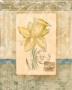 Love Letter Daffodil by Nancy Pallan Limited Edition Print