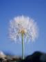 A Dandelion Clock by David Loftus Limited Edition Pricing Art Print