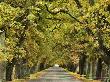 Oak Alley, Ormond Road, Hastings, Hawke's Bay, North Island, New Zealand, Pacific by Jochen Schlenker Limited Edition Print