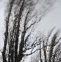 Kapitel Drei - Windbaume #30 by Sabine Wenzel Limited Edition Print