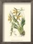 Elegant Orchid Iv by Sydenham Teast Edwards Limited Edition Print