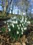 Snowdrops, Arbroath, Scotland by Niall Benvie Limited Edition Print