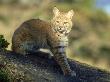 Bobcat, Felis Rufus In Dappled Light Montana by Brian Kenney Limited Edition Print