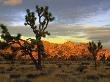 Joshua Trees, Granite Bolder, Sunrise, Ca by Inga Spence Limited Edition Pricing Art Print