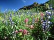 Owl Clover, And Lupine, Arizona, Usa by Oxford Scientific Limited Edition Print