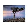 Mangrove,  Madagascar by Art Wolfe Limited Edition Print