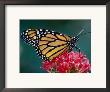 Monarch Butterfly On A Pink Flower At The White River Gardens, Indianapolis, Indiana, Usa by Richard Cummins Limited Edition Print