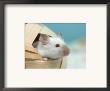 White Mouse At Play by Petra Wegner Limited Edition Pricing Art Print