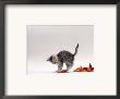 Domestic Cat, 9-Week, Silver Tabby Kitten Playing With Leaves by Jane Burton Limited Edition Pricing Art Print