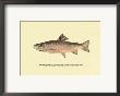 The Brook Trout, Showing Brilliant Or Breeding Season Coloration by H.H. Leonard Limited Edition Print