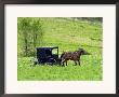 Amish Horse And Buggy Near Berlin, Ohio, Usa by David R. Frazier Limited Edition Print