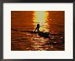 Silhouette Of Brown Pelican Taking Flight, Bolsa Chica Lagoon, California, Usa by Arthur Morris Limited Edition Print