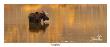 Moose Reflection by Claude Steelman Limited Edition Print