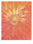 Orangegazmic by Karen Flammin Limited Edition Print