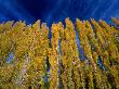 Aspen (Populus Tremuloides) Forest In The Patagonia Region, Bariloche, Argentina by Alfredo Maiquez Limited Edition Print