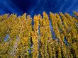 Aspen (Populus Tremuloides) Forest In The Patagonia Region, Bariloche, Argentina by Alfredo Maiquez Limited Edition Pricing Art Print