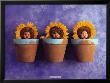 Sunflower Trio by Anne Geddes Limited Edition Pricing Art Print