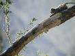 A Chacma Baboon Climbing A Tree In Chobe National Park by Beverly Joubert Limited Edition Print