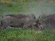 Warthogs Fighting, Selinda, Botswana by Beverly Joubert Limited Edition Pricing Art Print