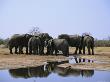 Several African Elephants Drink At A Waterhole by Beverly Joubert Limited Edition Pricing Art Print