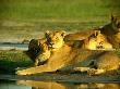 Two Female African Lions And A Pair Of Cubs Rest At The Edge Of A Water Hole by Beverly Joubert Limited Edition Print