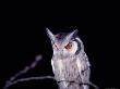 A Whitefaced Owl With Bright Orange Eyes by Beverly Joubert Limited Edition Print