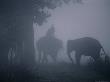 Elephants In Morning Mist Near Sauraha, Royal Chitwan National Park, Narayani, Nepal by Anders Blomqvist Limited Edition Print