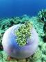 Sea Anemone, Indonesia by David B. Fleetham Limited Edition Print