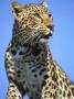 Asian Leopard, Endangered, Panthera Pardus Asia by Brian Kenney Limited Edition Print