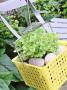 Golden Marjoram Growing In Yelow Plastic Household Storage Basket, Pebbles On Soil by Linda Burgess Limited Edition Print