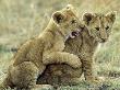African Lion, Cubs Playing, Kenya by David W. Breed Limited Edition Print