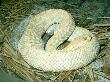 Aruba Island Rattlesnake, Endangered Species by James H. Robinson Limited Edition Print